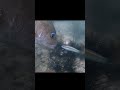 ウニを食べに来るウニより旨い高級魚