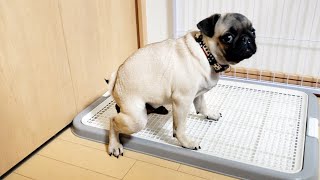 パグ日記#49 【芸術点高いうんこ】 pug