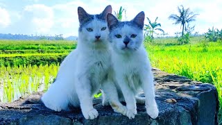 😸🐱CAT CUTE - PLAY WITH CAT -BILLI KARTI MEOW MEOW- kittens cats funniest - Animal Funny- VS 015 by ANIMALS 22 297 views 5 days ago 3 minutes, 4 seconds