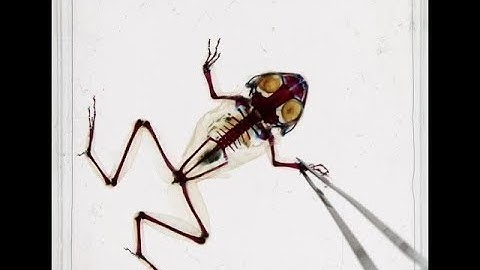 Studying Anatomy: Clearing and staining