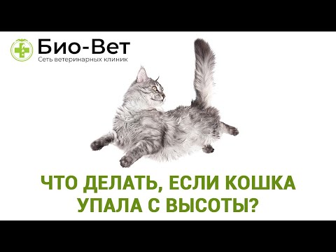 Что делать, если кошка упала с высоты?