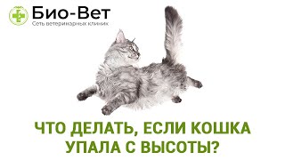 Что делать, если кошка упала с высоты?