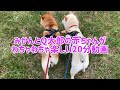 柴犬子犬生後9日でズリズリ動いてわちゃわちゃしてる20分動画