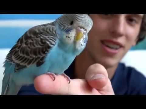 Vidéo: Comment Nommer Une Perruche
