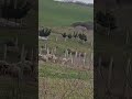 Çatalca satılık 710 metre kare  arsa