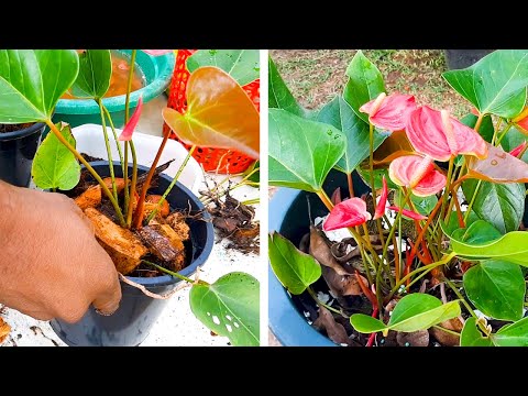 Video: Sådan ompotter du en anthurium - tips til ompotning af anthuriumplanter