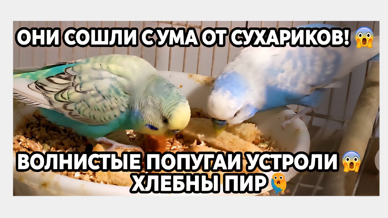 Они сошли с ума от сухариков! 😱 Волнистые попугаи устроили хлебный пир 🦜