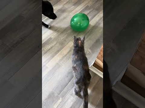 New object 😮 balloon theif! 😂