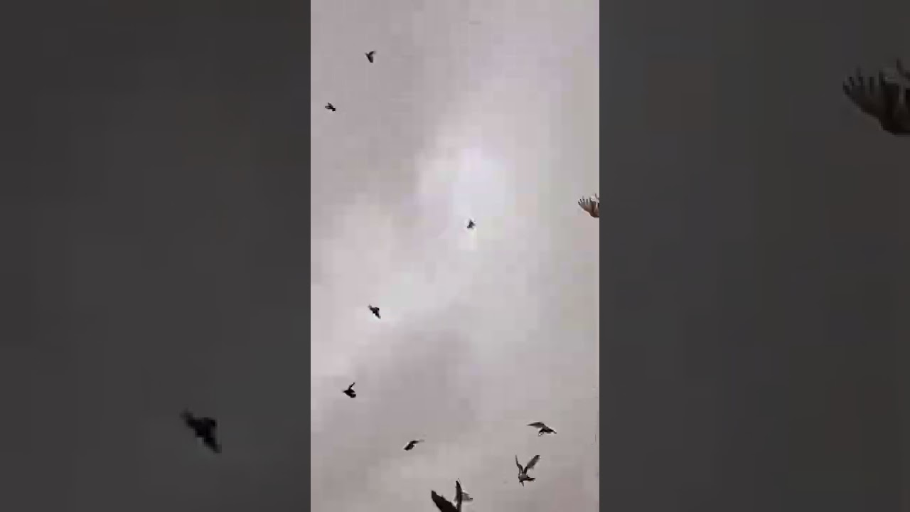 പറവ ♥️🕊️happiness🕊️like🕊️🕊️♥️