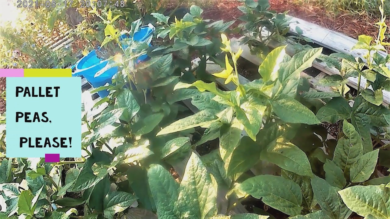 Browndimpled Crowder peas (cowpeas) growing in a wood pallet YouTube