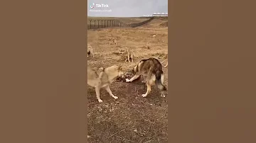 بر الذيب في والديه يحماهن من قطيع الذياب 