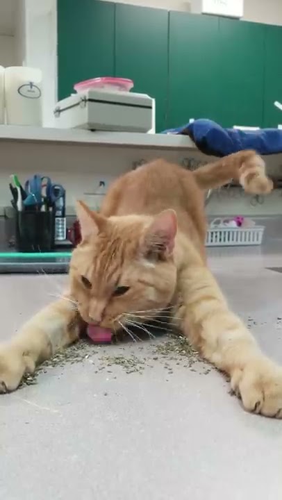 Kitty Dives Right into Catnip || ViralHog