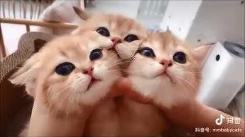 CLIP HÀI ĐỘNG VẬT - CƯỜI MUỐN BỂ BỤNG