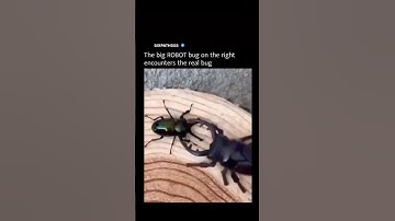 The Big ROBOT On The Right Encounters The Real Bug