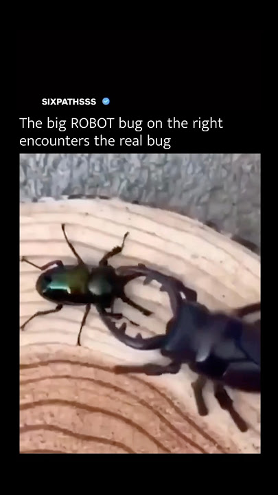 The Big ROBOT On The Right Encounters The Real Bug