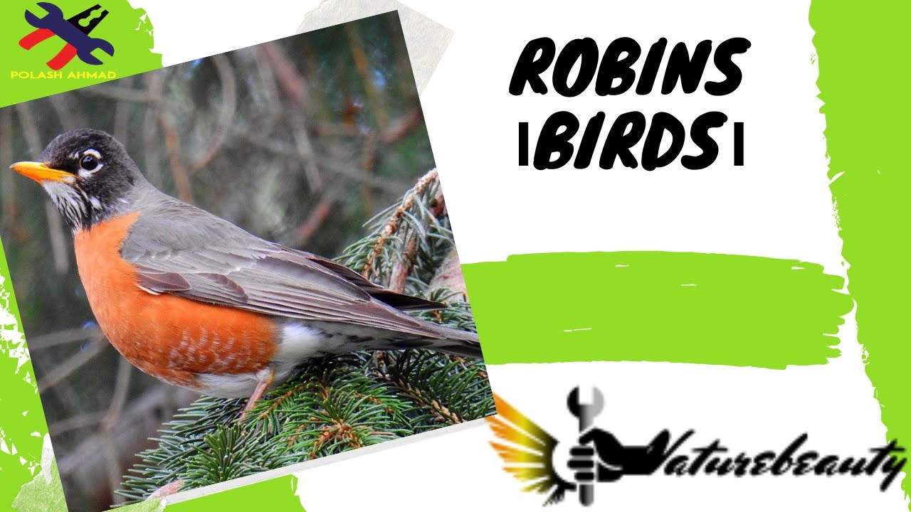Robin Bird - YouTube