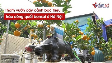 Thăm vườn cây cảnh bạc triệu trâu cõng quất bonsai ở Hà Nội