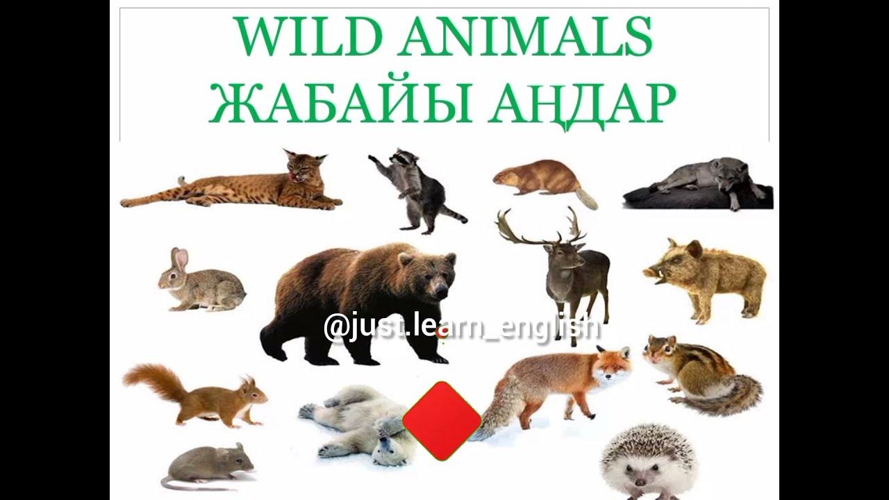 Шұлық киген томпақ әйелдің секс видеосы