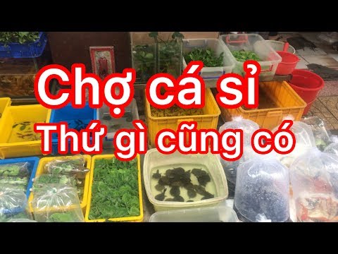 Chợ cá cảnh lâu đời nhất sài gòn - oldest fish market in Saigon
