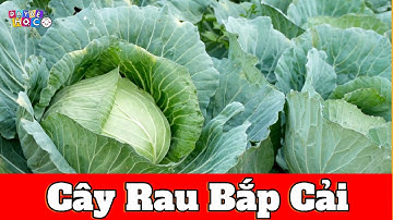 Bé Học Rau Bắp Cải | Nhận Biết Rau Củ Quả Cho Bé | Dạy Bé Học Thông Minh