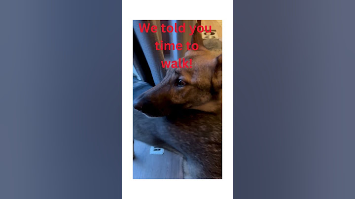 Dog dumps phone in toilet!  #shorts, #dog, #cutedog