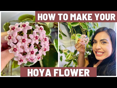 How To Make Your Hoya Flower!!! Hoya Care Tips! Featuring Hoya Krimson Queen Blooming!!!