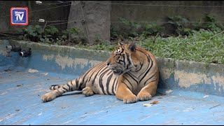 Zoo Negara sambut ulang tahun kelahiran dua harimau