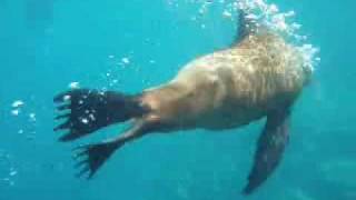 Our afternoon of snorkeling around champion islet was amazing!! sea
lions swam over to check us out almost as soon we lowered ourselves
the side t...