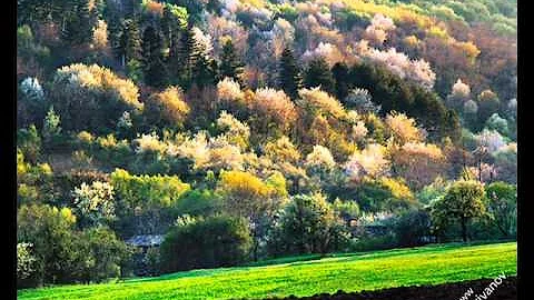 Bulgarian Classical Music (harp), Parashkev Hadjie...