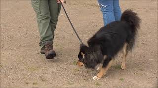 Finsk Lapphund by Carina Jonsson 238 views 4 years ago 3 minutes, 21 seconds