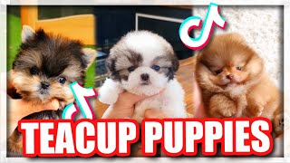 CUTE Teacup Puppies | TikTok Coolpilation