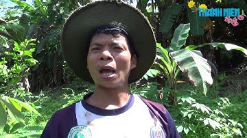 Chuối “cô đơn” - Thần dược của người Raglai