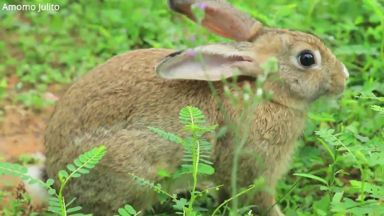 Today She feels itchy Face and Super Gentle Animal Baby Pet Rabbit