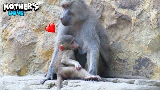 Lovely Mom Monkey Protecting Her Baby - Part Ii