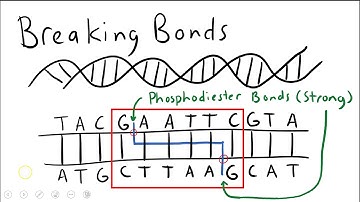 AP Biology: Restriction Enzyme Digests on Linear DNA