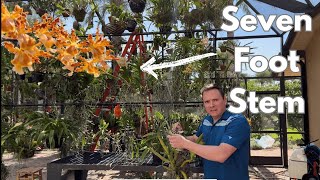 Which Orchid Should You Grow? Pros and Cons of Each Genus