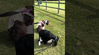 Cute Dogs Synchronized Pooping| Ember And Cole The English Springer Spaniels #shorts