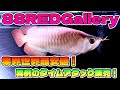 これはマジで衝撃！アロワナ界の常識を覆す㊗️