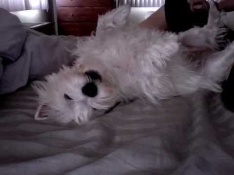 Dog with Tourettes - YouTube