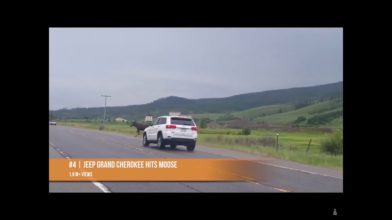 How it feels to chew 5 gum moose