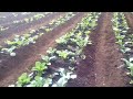 Bustani Ya Mboga Bustani Ya Mboga