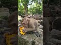 Feeding Our Adorable Monkeys Tinky Eats So Yummy💖!#Tinky  #virals #monkey #Ambertroop  #SovanaTroop
