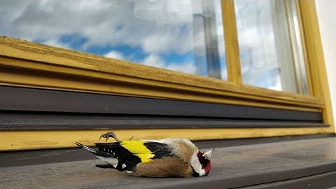 Bird Strike Prevention Window Film