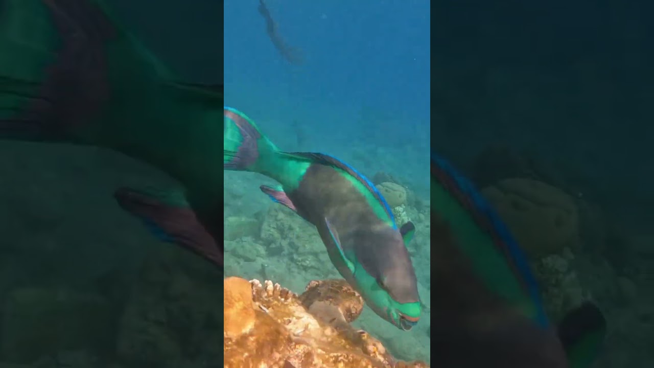 Insane Face to Face with a Bold Bridled Parrotfish! 🐟📸