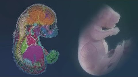 Scientists decode panoramic cell maps of animals by using Stereo-seq