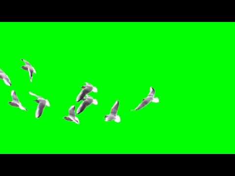 كروما طيور متحركة للتصميم