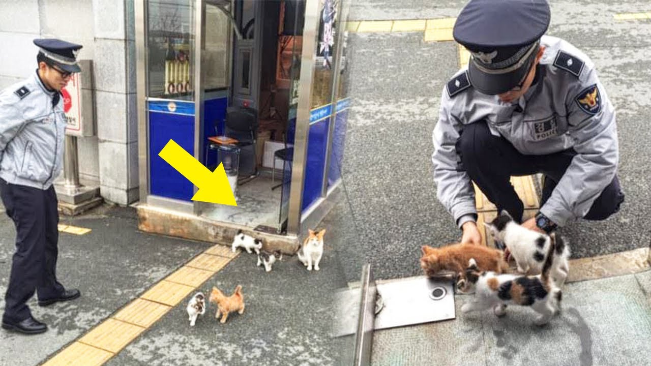 Stray Cat Brings Her Kittens To Police Station Where She Was Fed YouTube