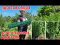 Лучшая простая и бюджетная опоры для пионов и высокорослых цветов