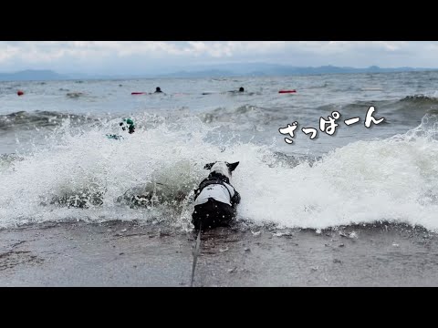 荒波にもまれました…福島の絶景スポットで遊び倒したボストンテリア