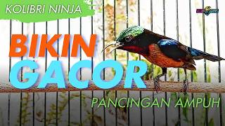 KONIN GACOR EMOSI PANCINGAN AMPUH UNTUK KOLIBRI NINJA AGAR BONGKAR ATERI